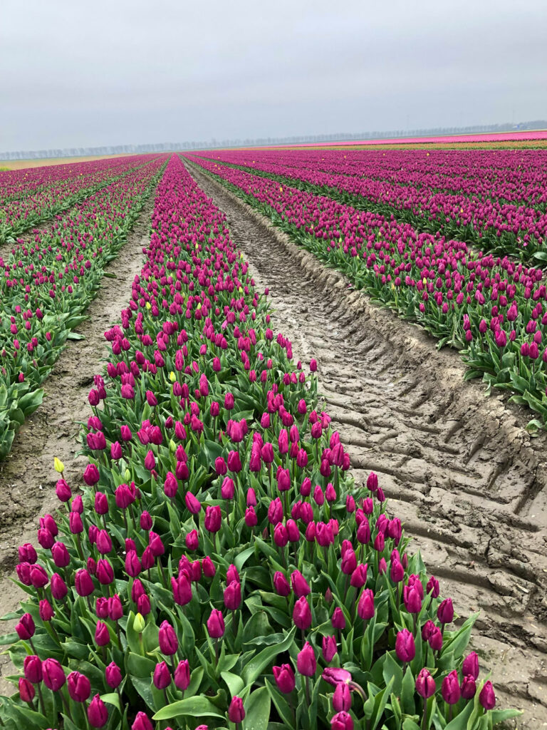
Tulipan mark i Middenmeer